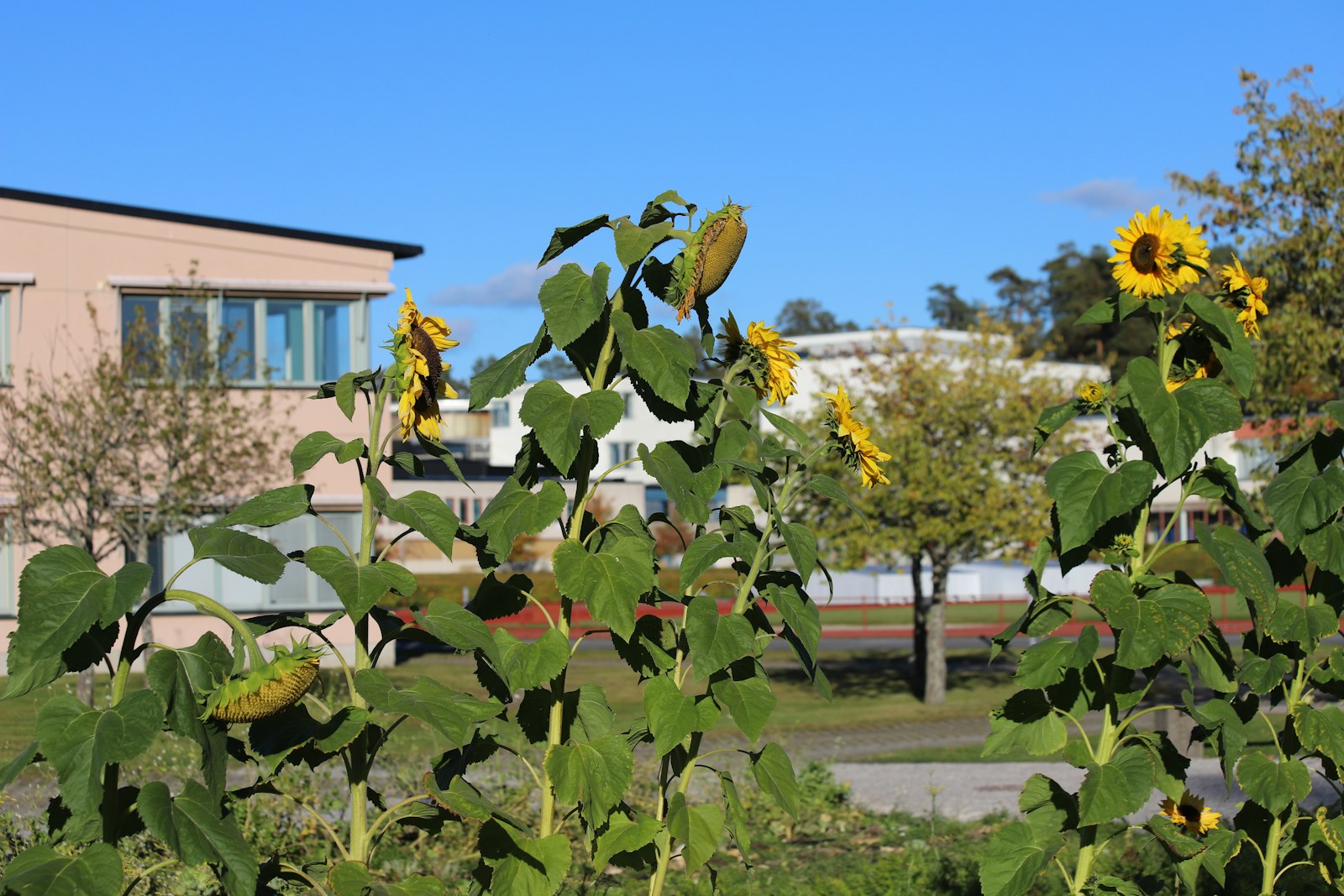 Sunflowers are growing in front of a building