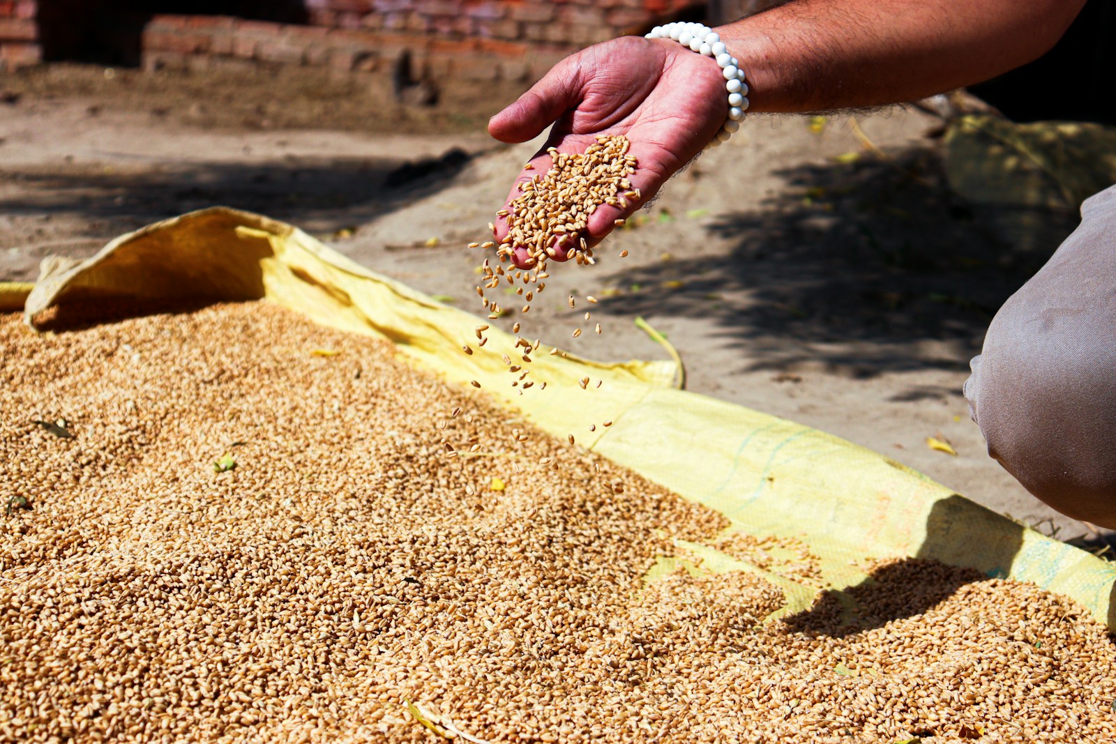 a person scooping seeds out of a bin