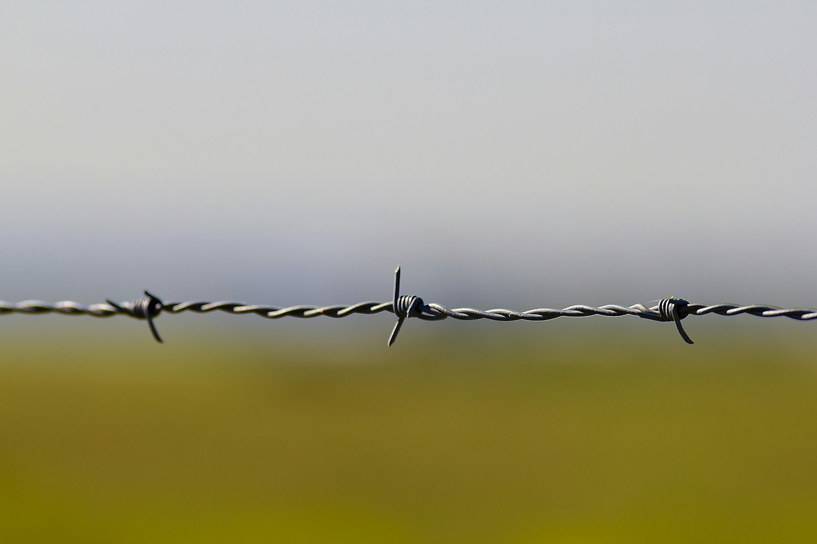 gray barb wire
