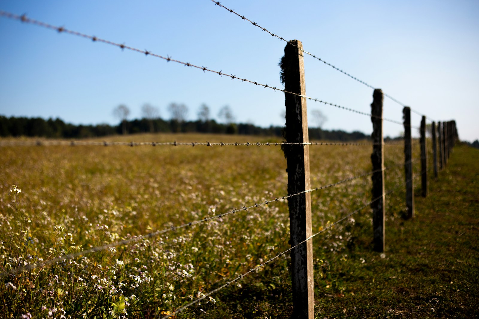 wide angle photo of brown grass field