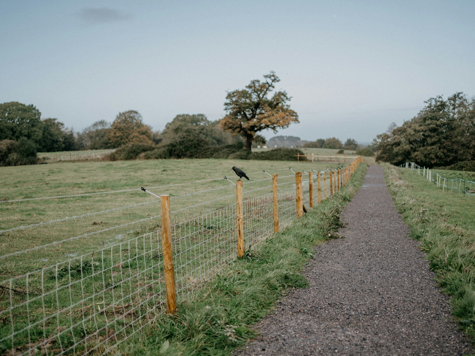 two black birds sitting on a wire fence