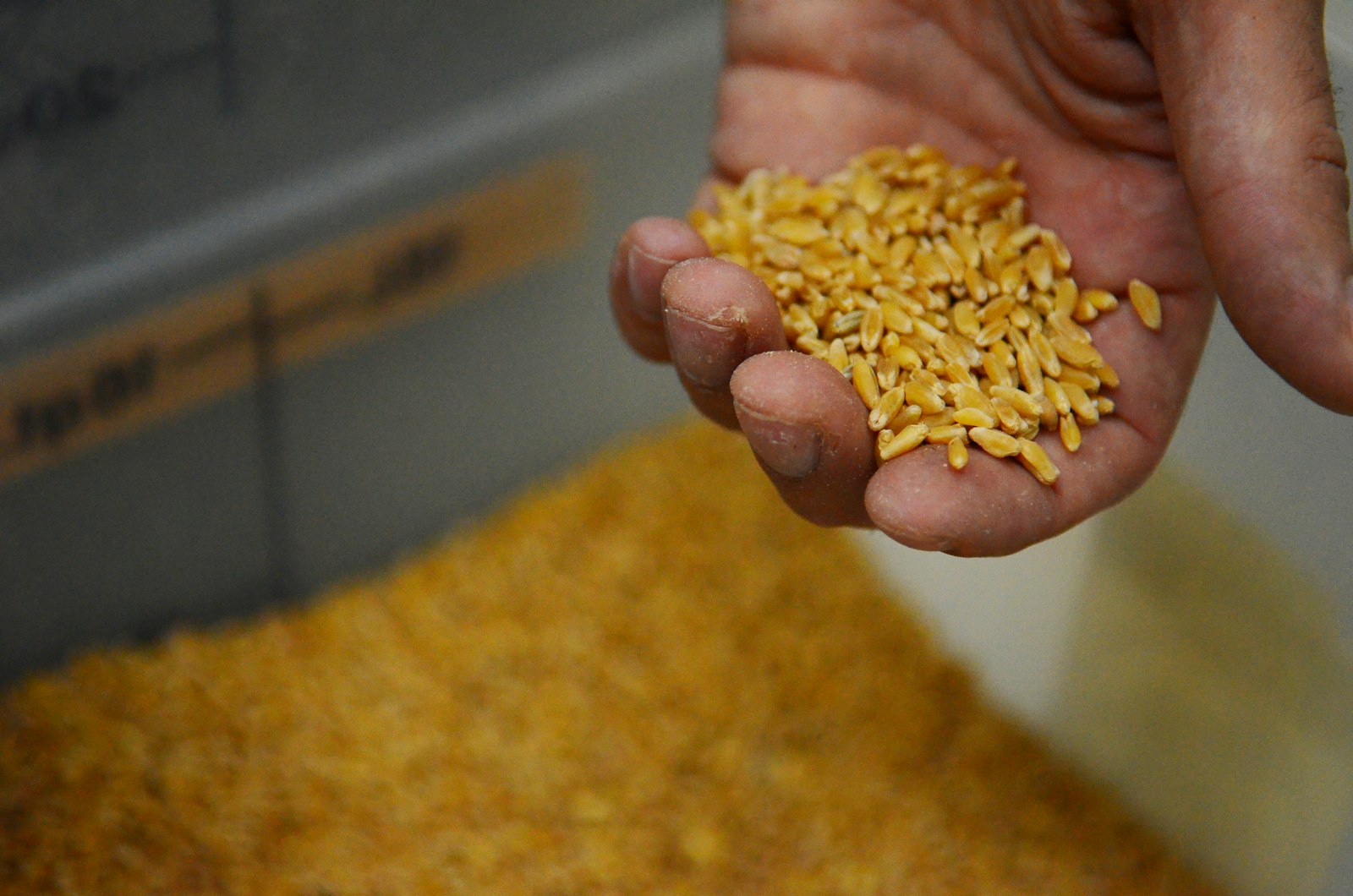 Hand holding golden cereal grains above a large pile