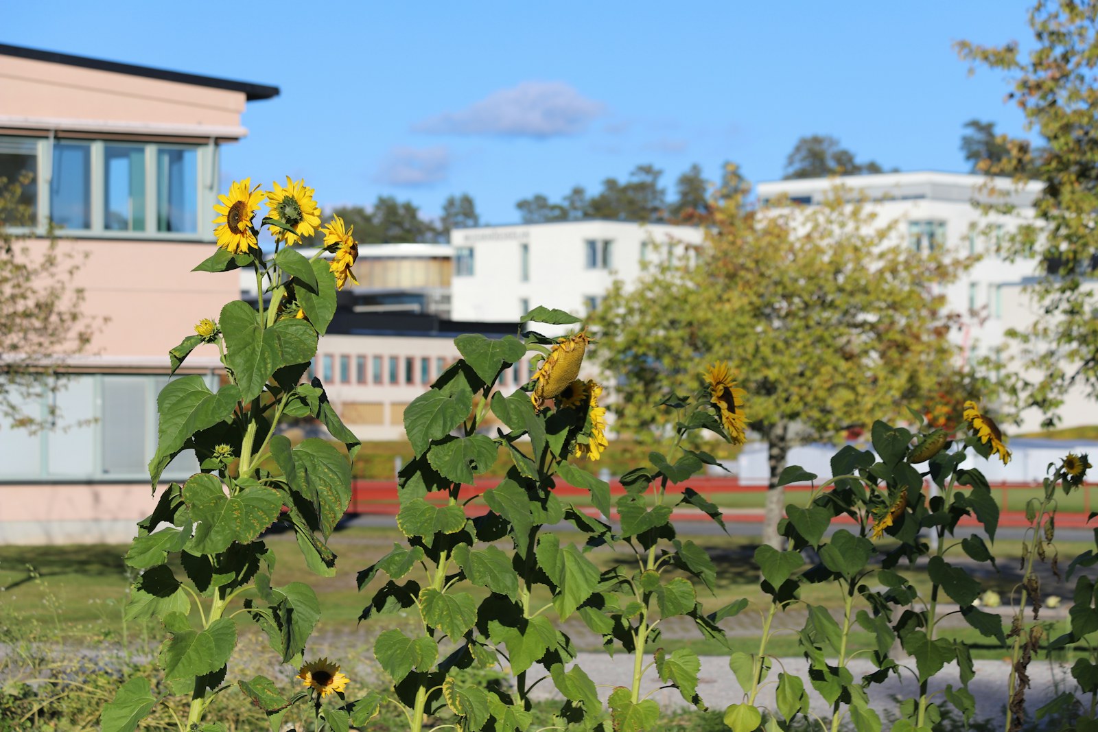 A field of sunflowers in front of a building
