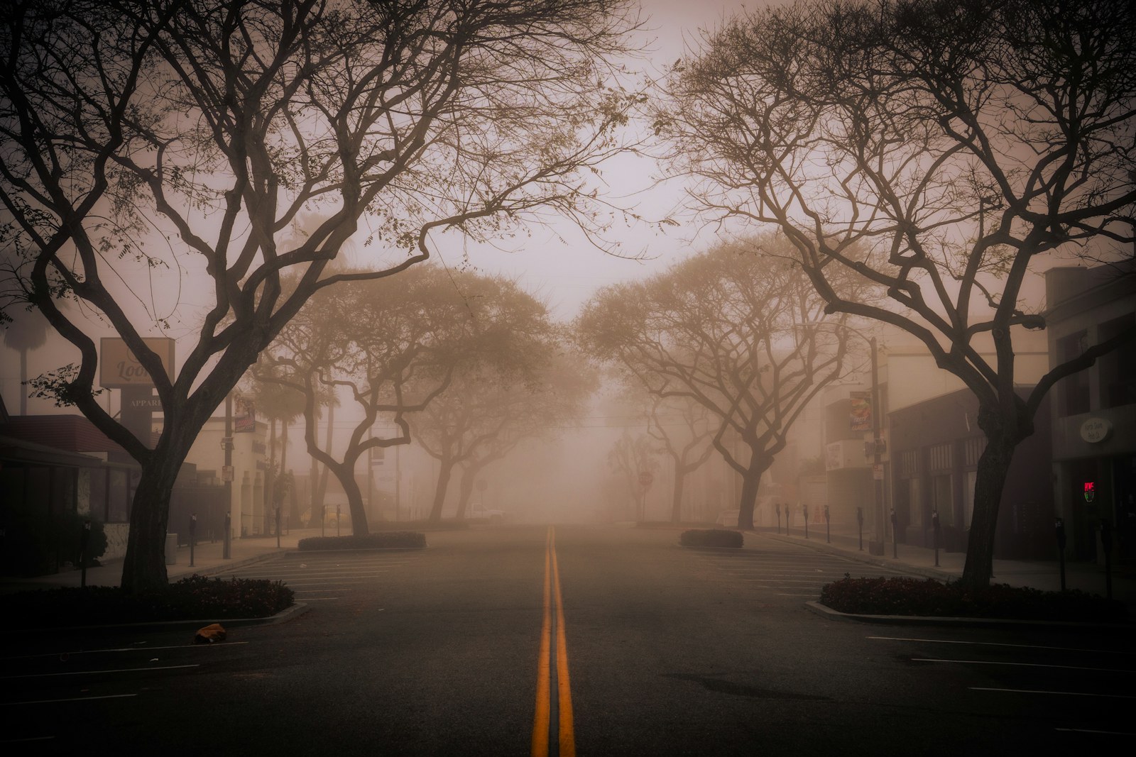 A foggy street lined with bare trees