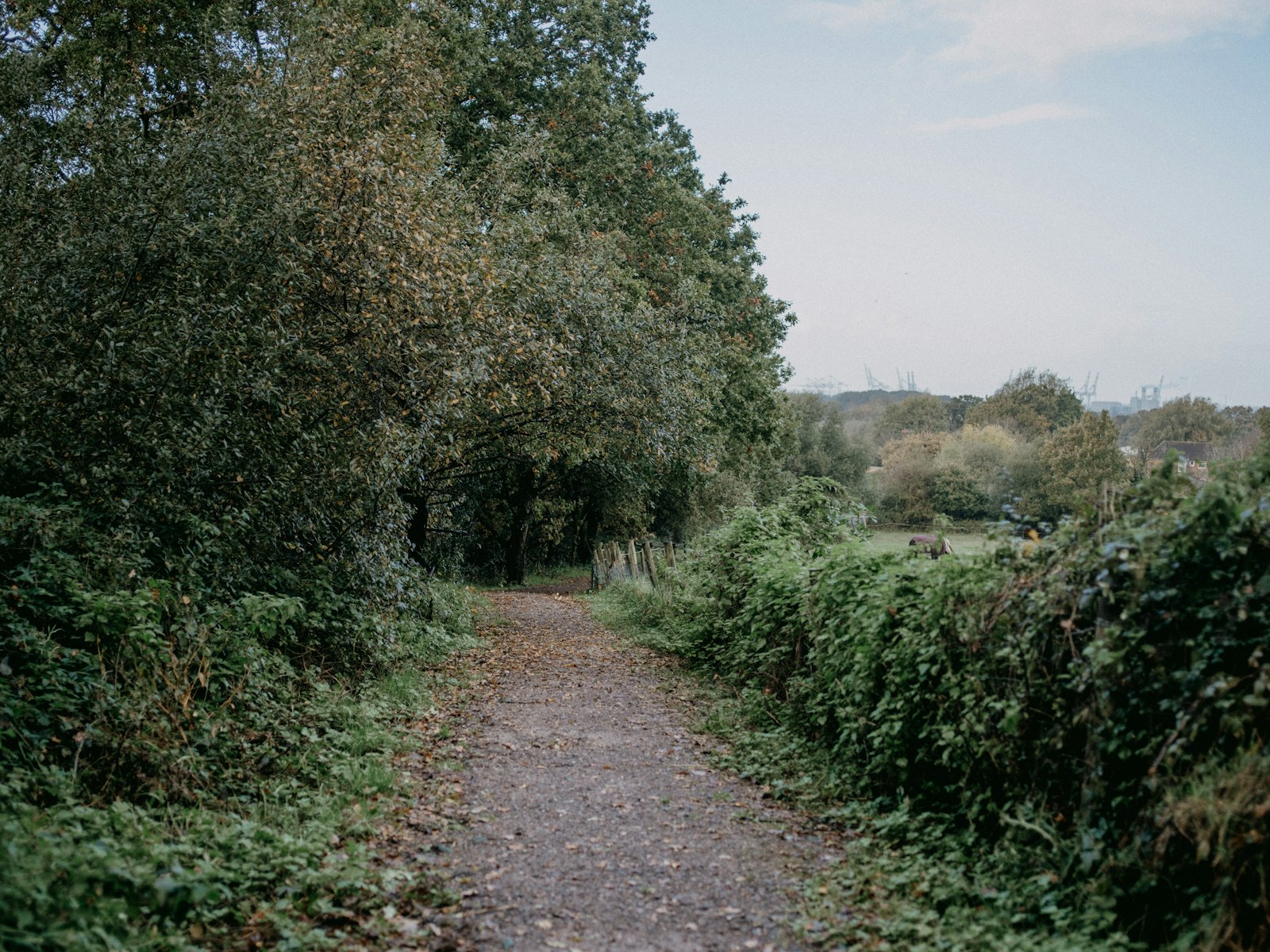 a dirt road surrounded by trees and bushes