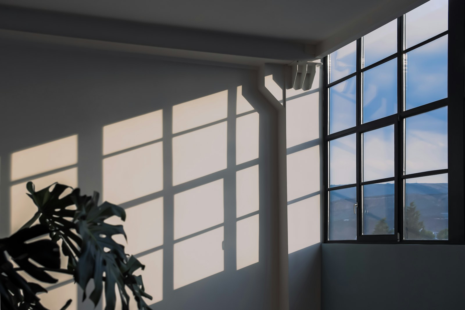 A monstera plant casting shadows from a window onto a white wall