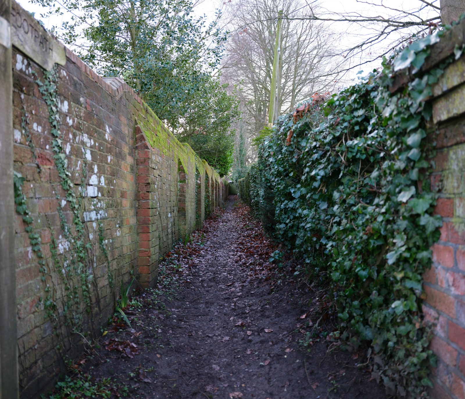 A narrow dirt path between brick and ivy walls