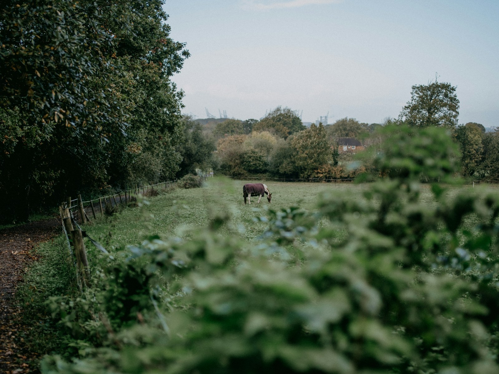 a cow standing in a field with trees in the background