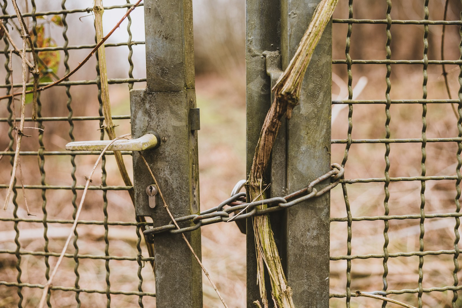 a close up of a fence with vines on it