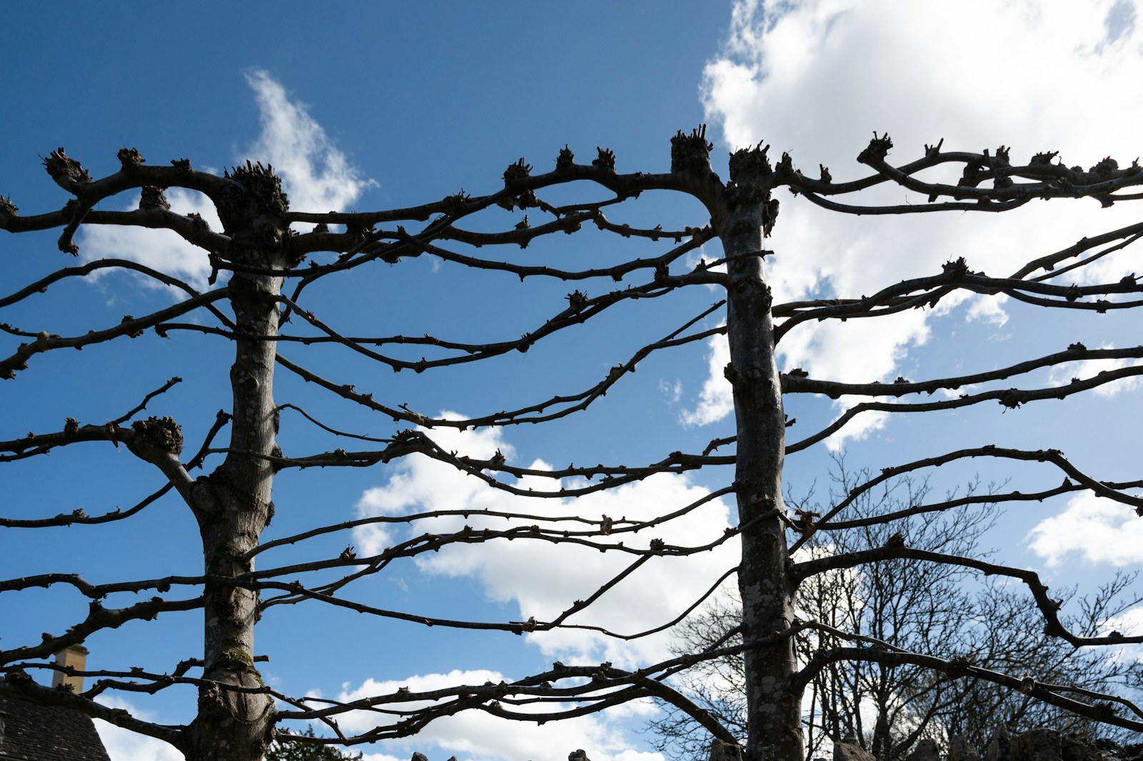 a tree with no leaves