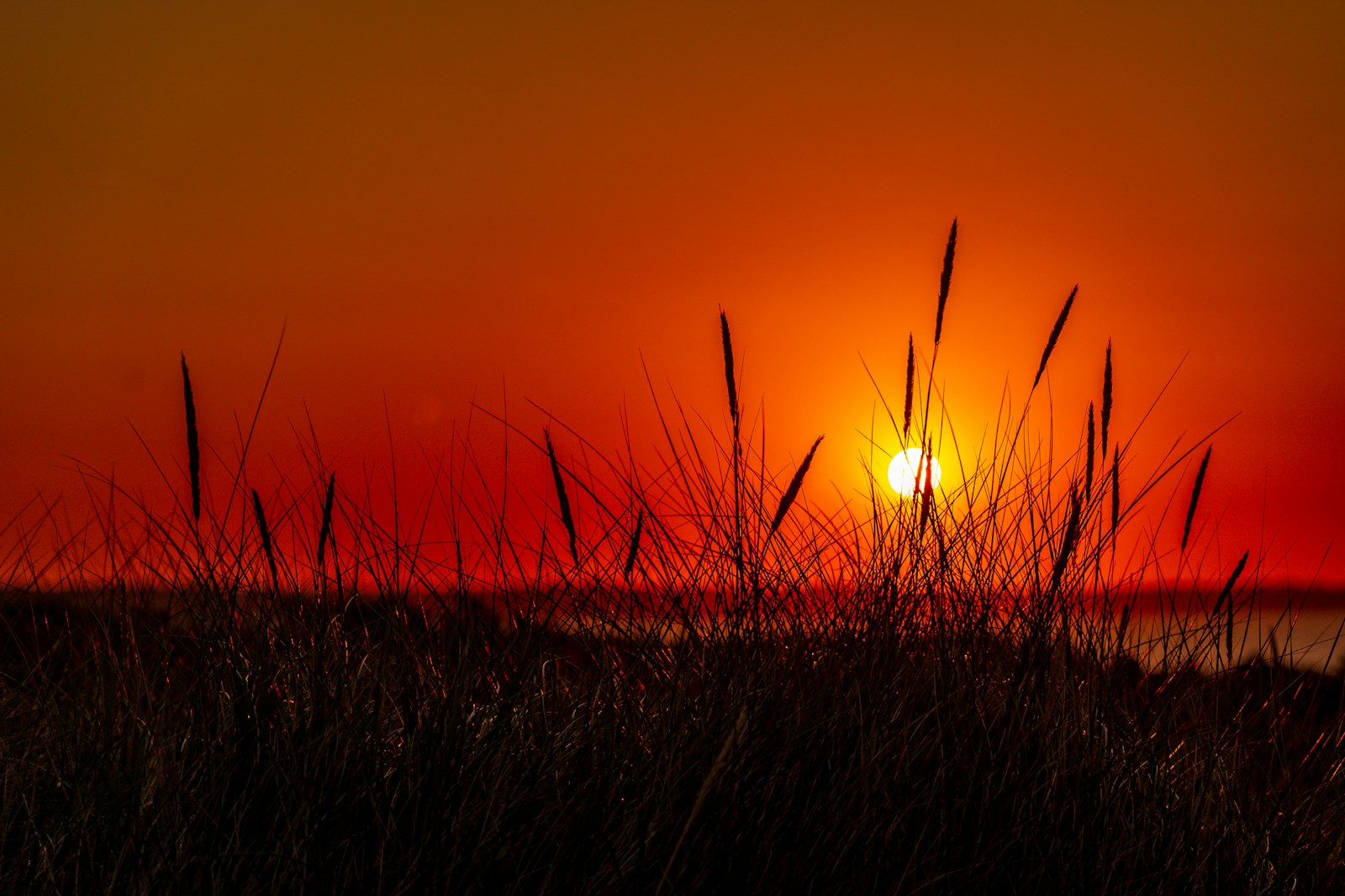 silhouette of grass during sunset