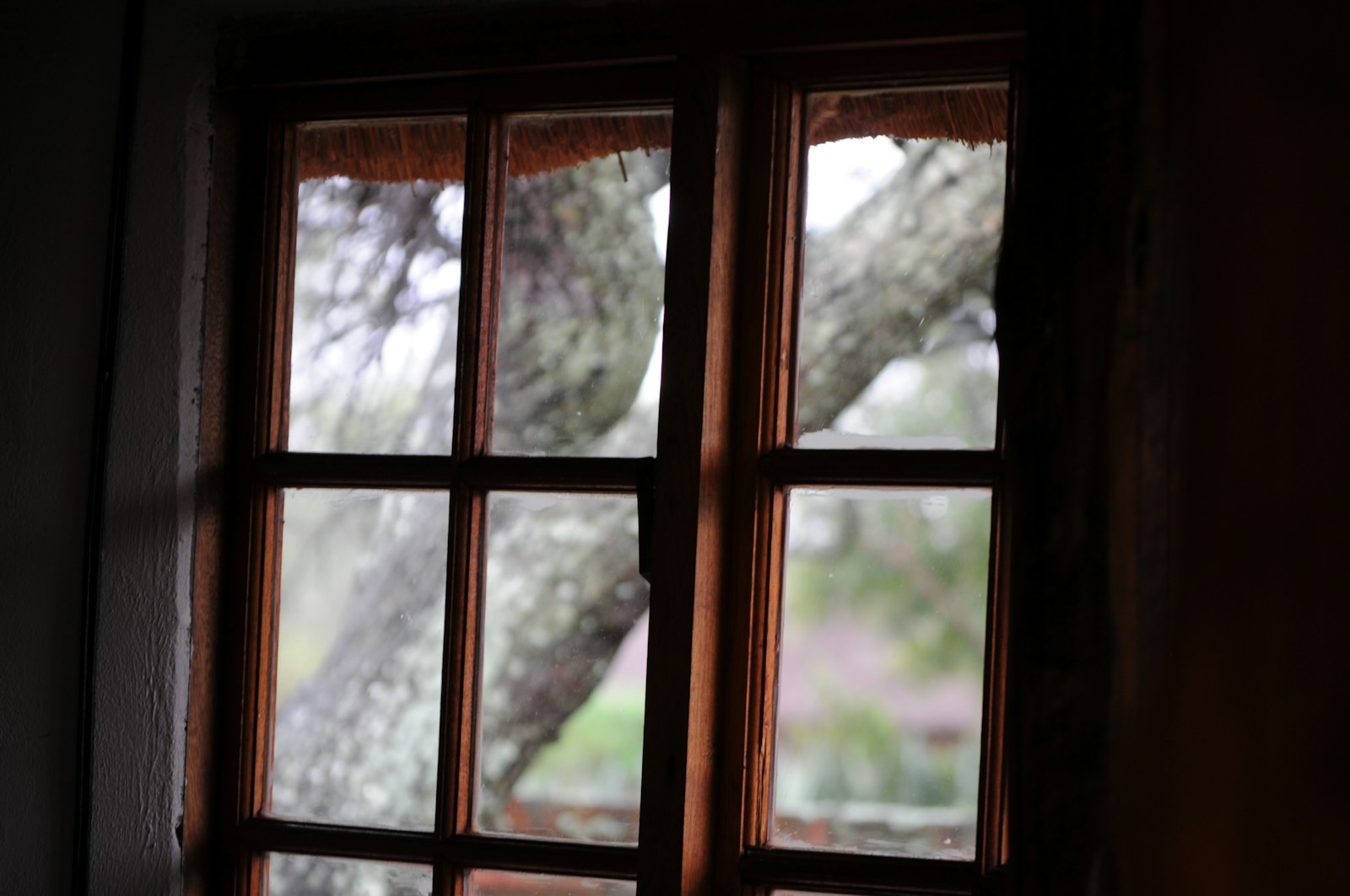 a view of a tree outside of a window
