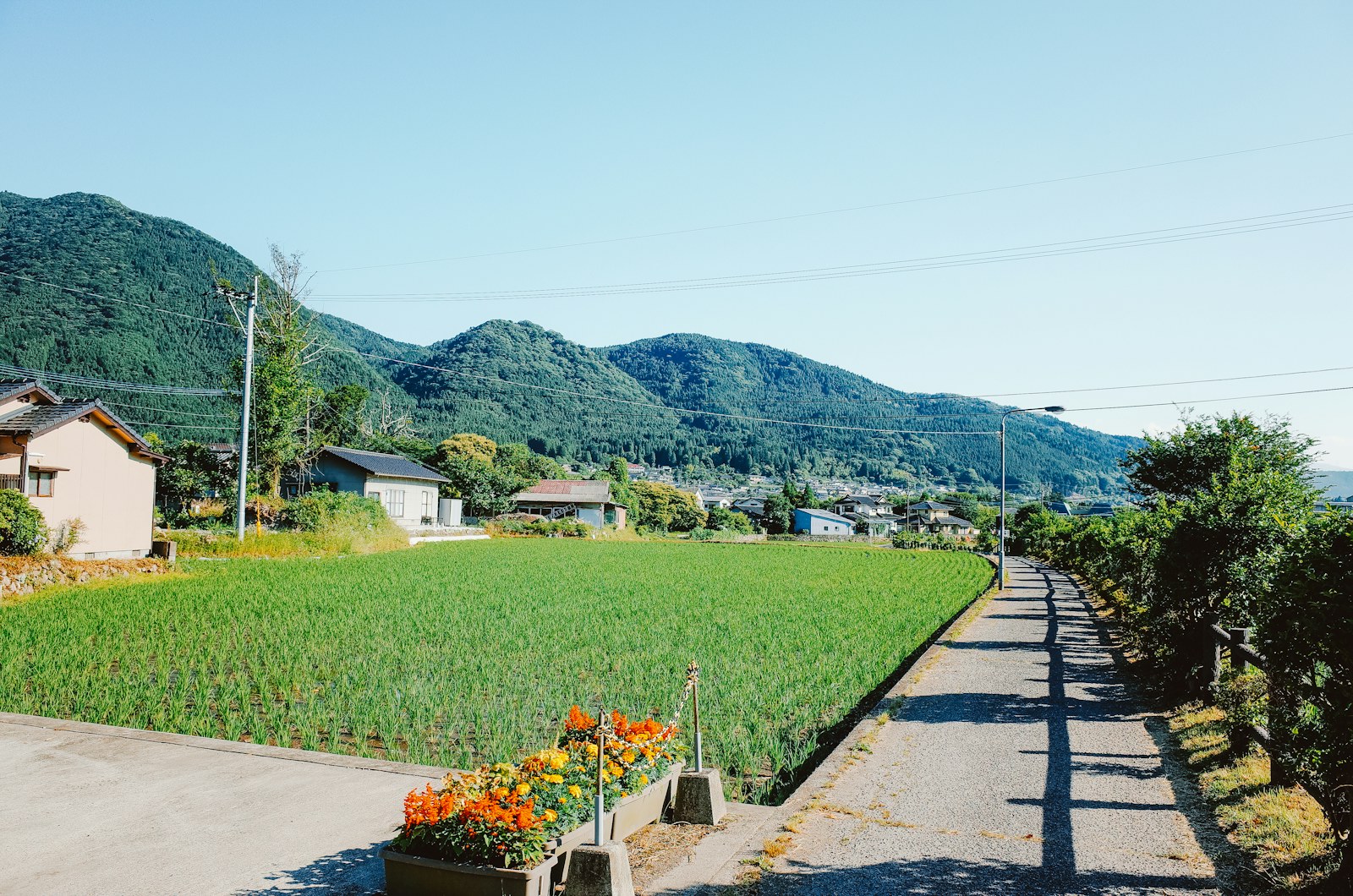 Green field and houses with mountains in background